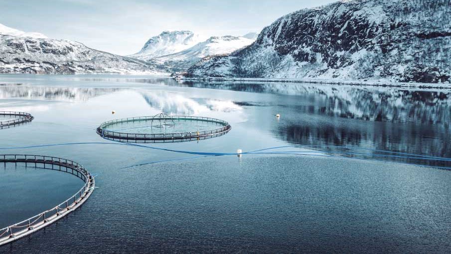 Lösungen für die Fischzucht mit AGRU PE 100-RC Produkten